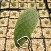 Opuntia pilifera cutting