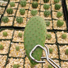 Opuntia pilifera cutting