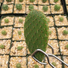 Opuntia pilifera cutting