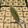 Opuntia pilifera cutting