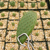 Opuntia pilifera cutting