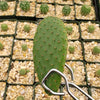 Opuntia pilifera cutting