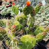 Opuntia quitensis Johnson&