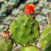 Opuntia quitensis Johnson&