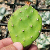 Opuntia quitensis Johnson&