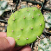 Opuntia quitensis Johnson&