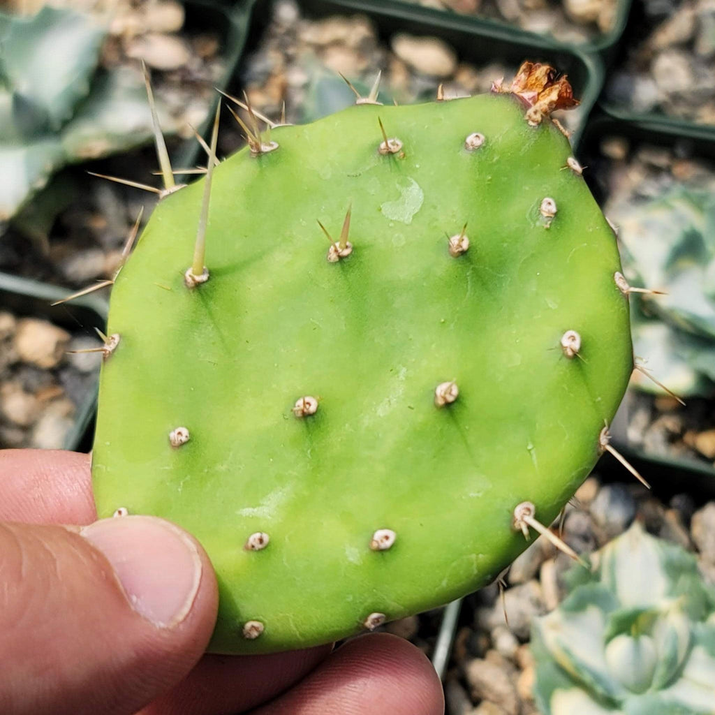 Opuntia quitensis Johnson&