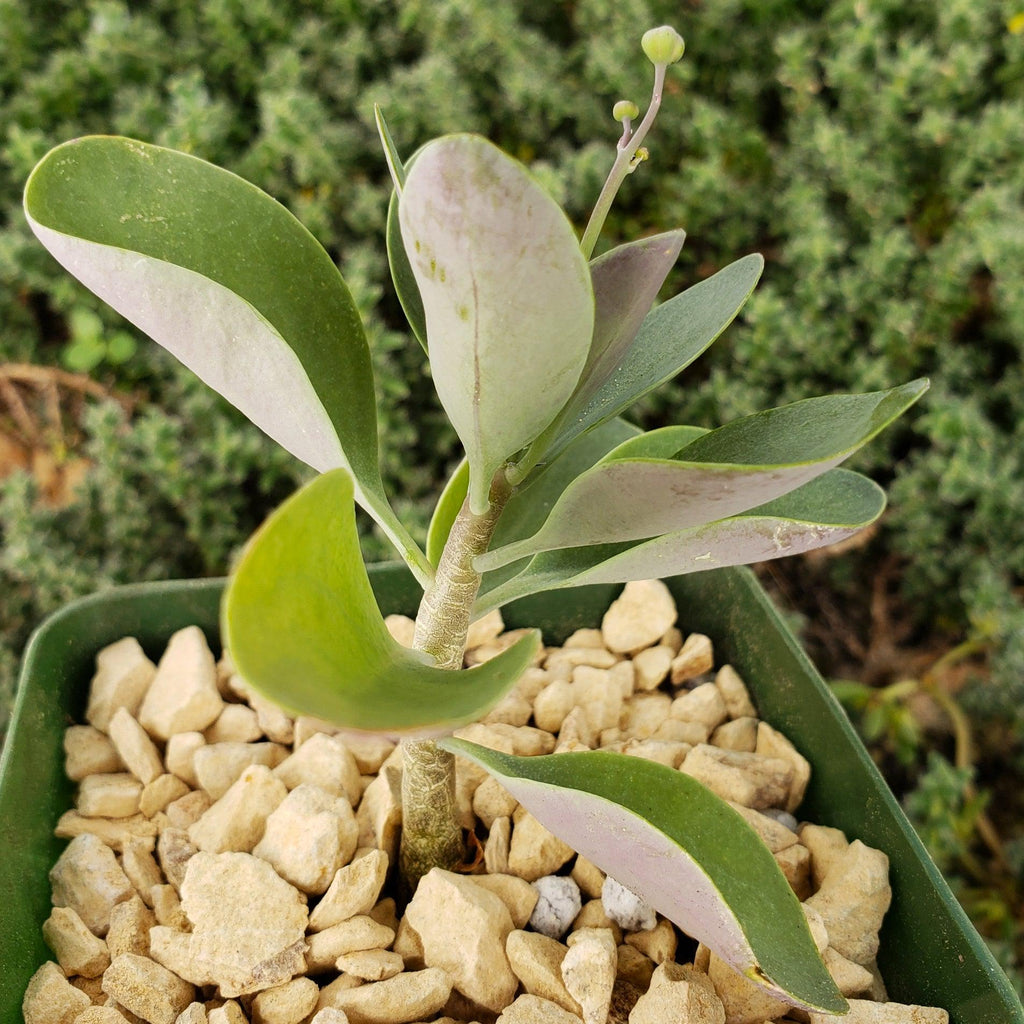 Othonna triplinervia