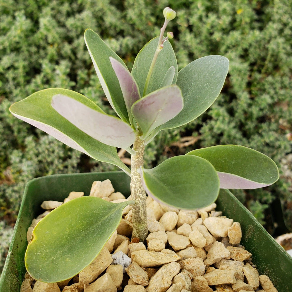 Othonna triplinervia