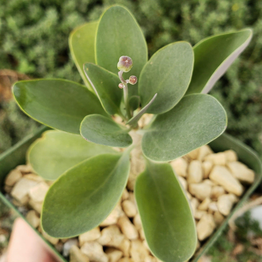 Othonna triplinervia