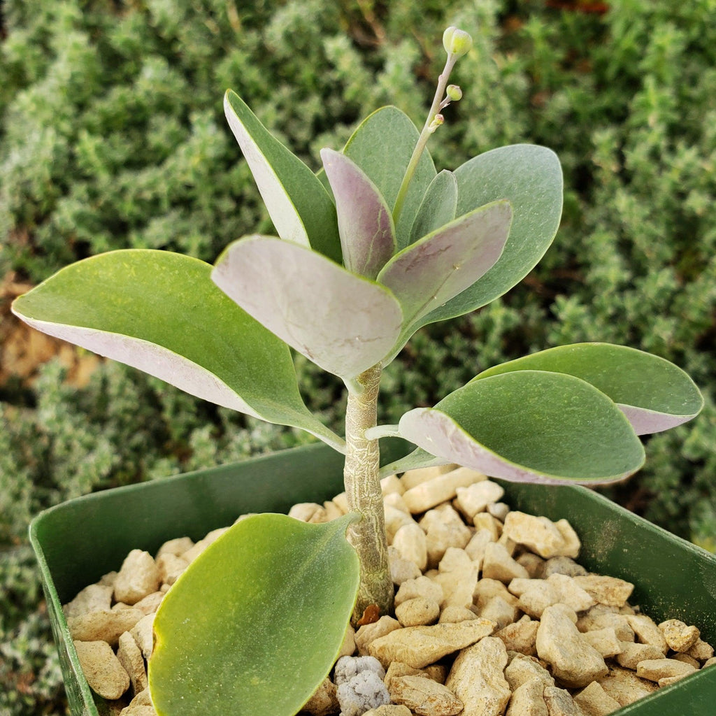 Othonna triplinervia