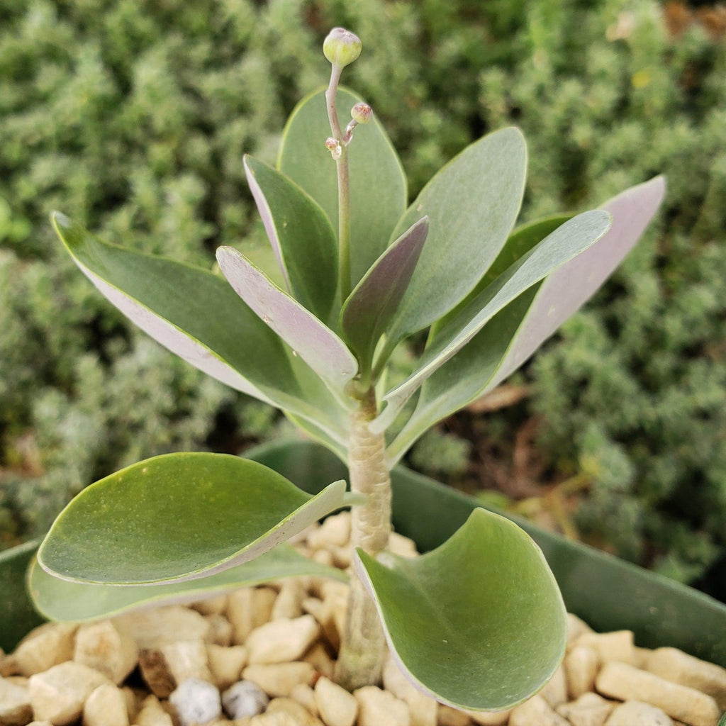 Othonna triplinervia