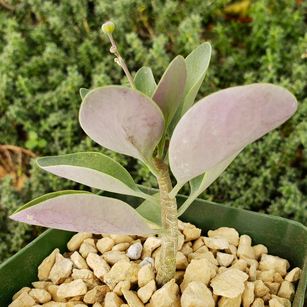 Othonna triplinervia