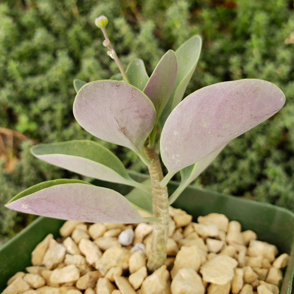 Othonna triplinervia