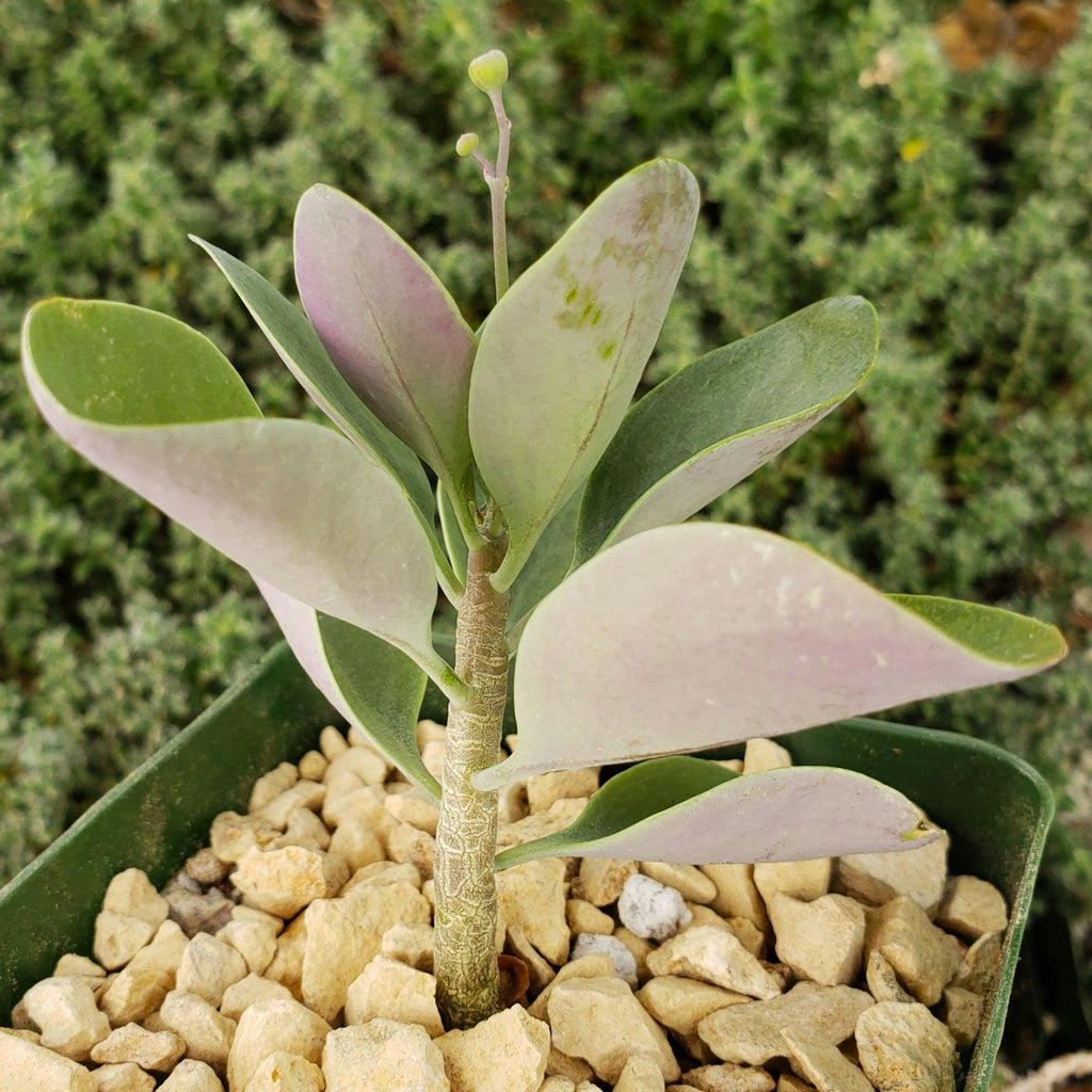 Othonna triplinervia