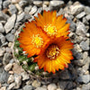 Parodia mairanana