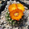 Parodia mairanana