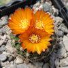 Parodia mairanana