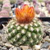 Parodia mairanana