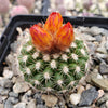 Parodia mairanana