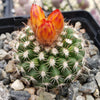 Parodia mairanana