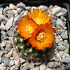 Parodia mairanana