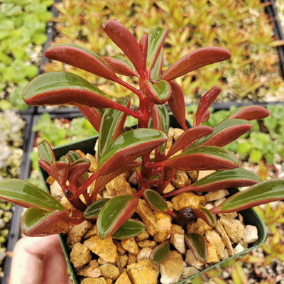 Peperomia Ruby Glow ‘Peperomia graveolens’