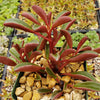 Peperomia Ruby Glow ‘Peperomia graveolens’