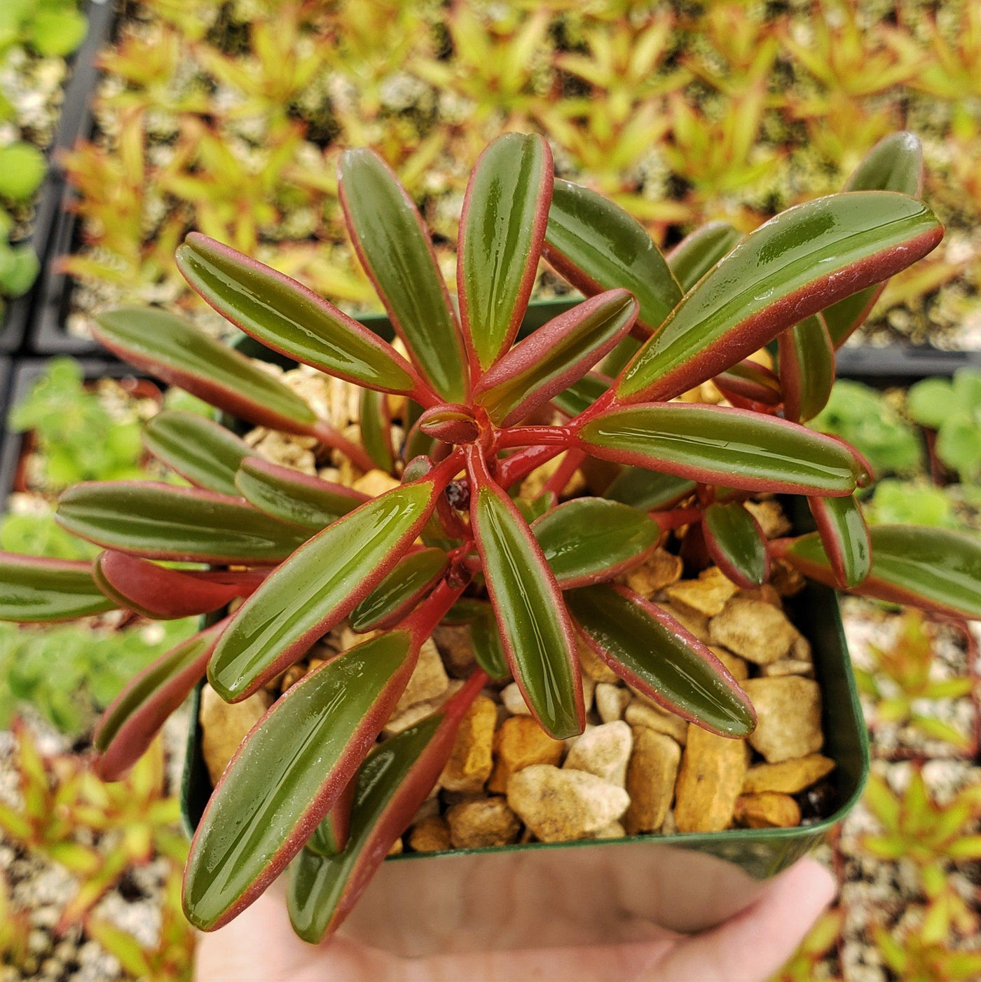 Peperomia Ruby Glow ‘Peperomia graveolens’