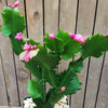 Thanksgiving Cactus - Schlumbergera truncata