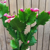 Thanksgiving Cactus - Schlumbergera truncata