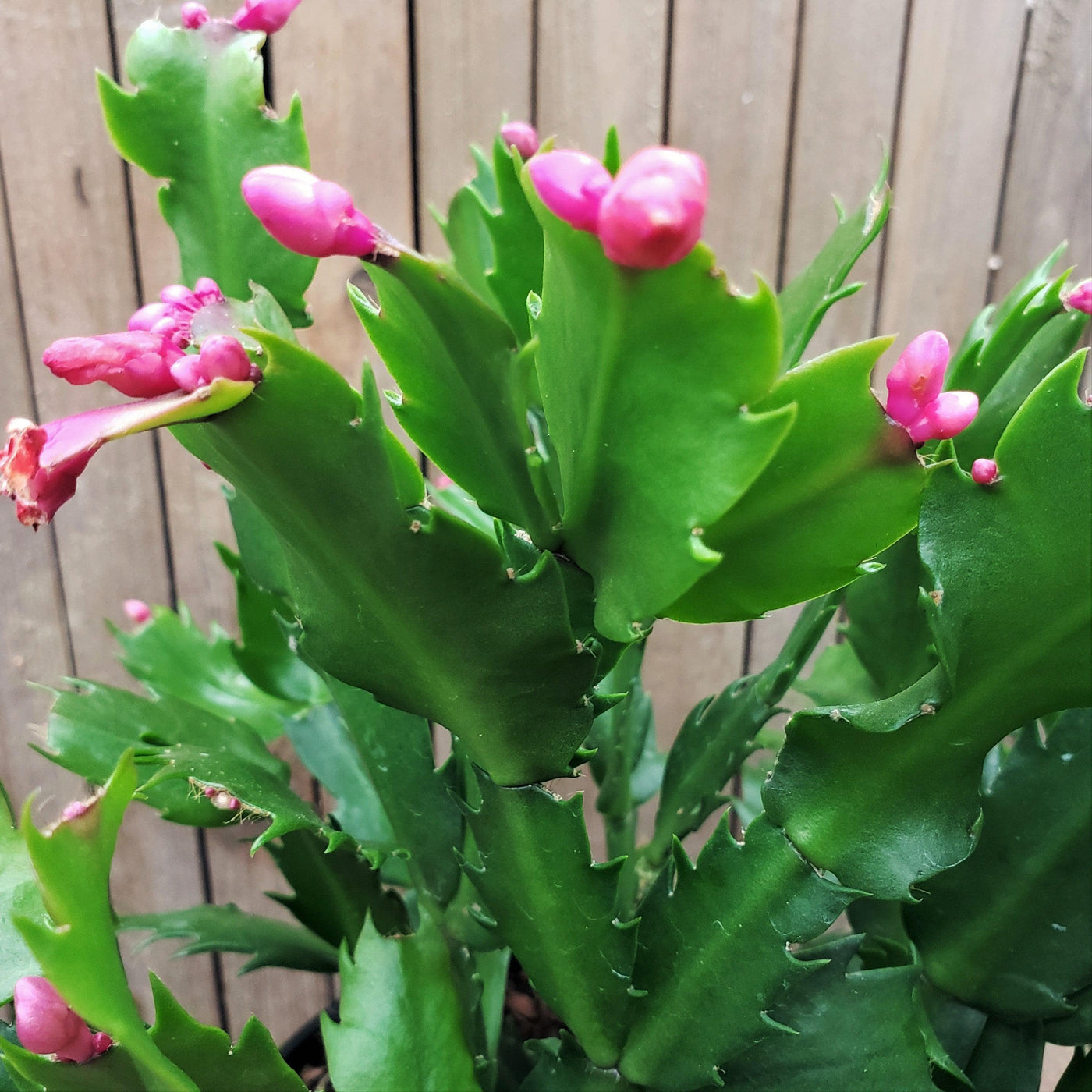 Schlumbergera truncata Thanksgiving Cactus pink – Planet Desert