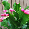 Thanksgiving Cactus - Schlumbergera truncata