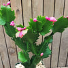 Thanksgiving Cactus - Schlumbergera truncata