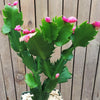 Thanksgiving Cactus - Schlumbergera truncata