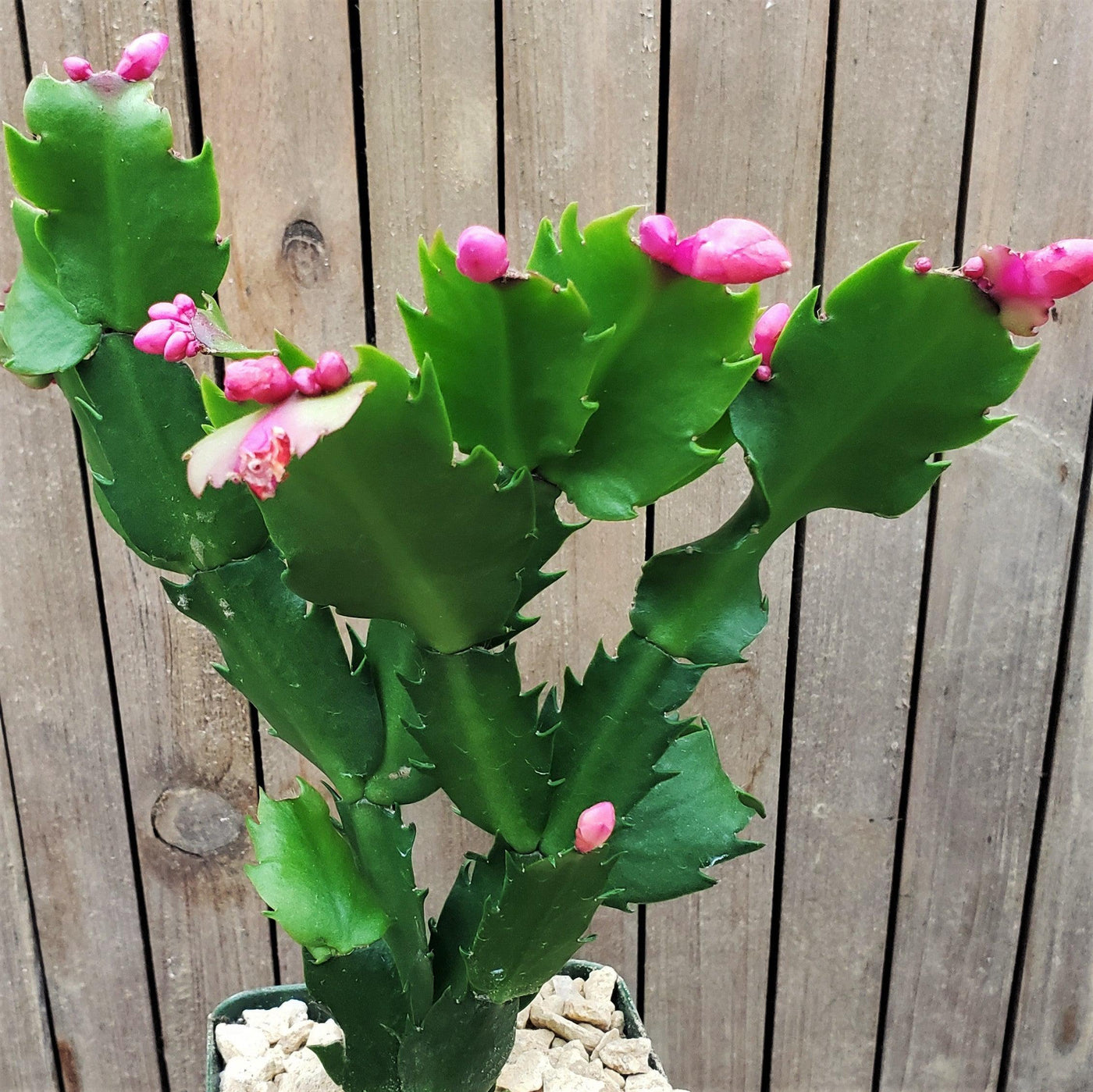 Thanksgiving Cactus - Schlumbergera truncata
