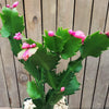 Thanksgiving Cactus - Schlumbergera truncata