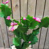 Thanksgiving Cactus - Schlumbergera truncata