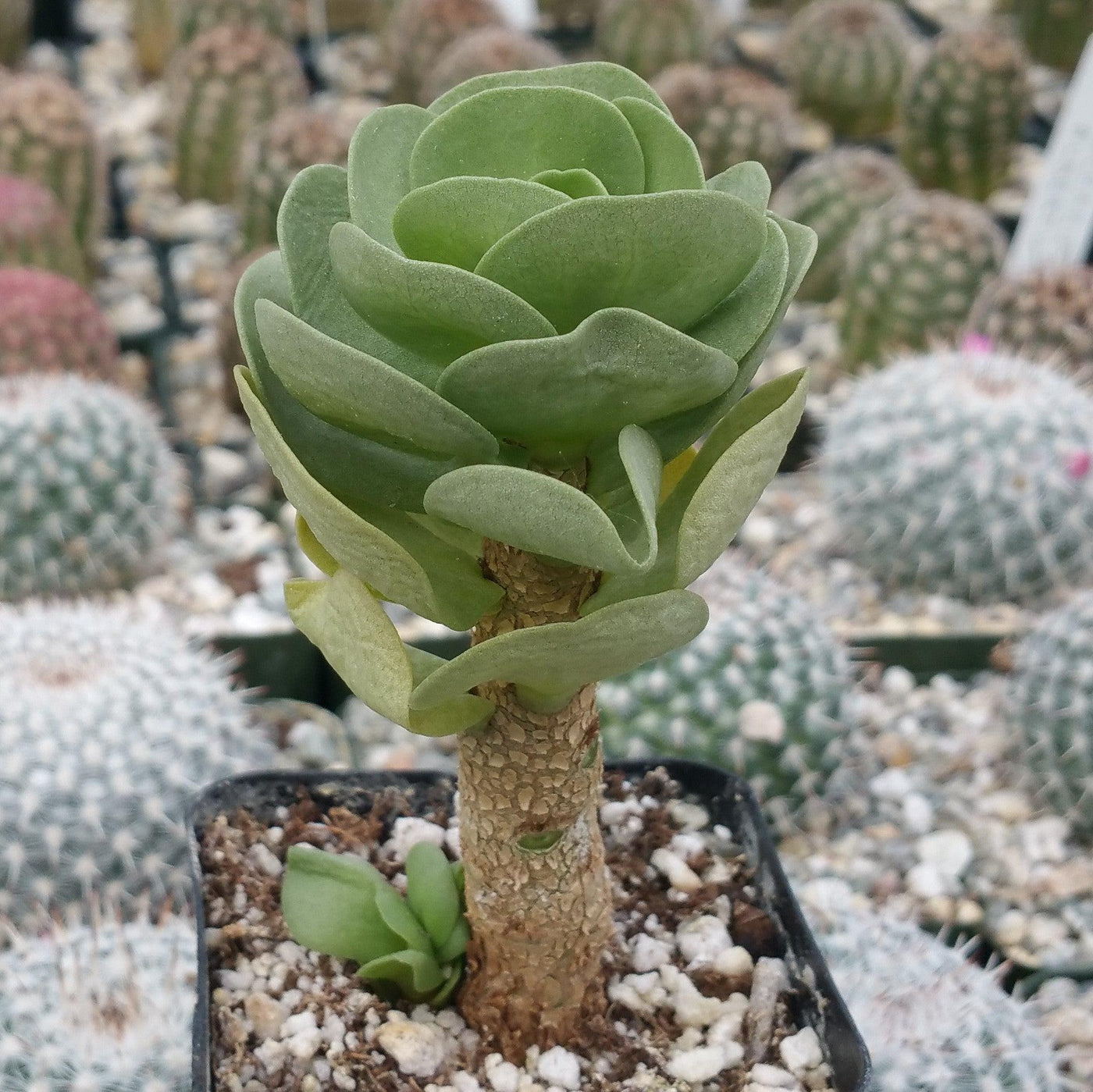 hawaiian portulaca succulent Shop 'Ihi - Portulaca molokiniensis'Care and Growing Guide