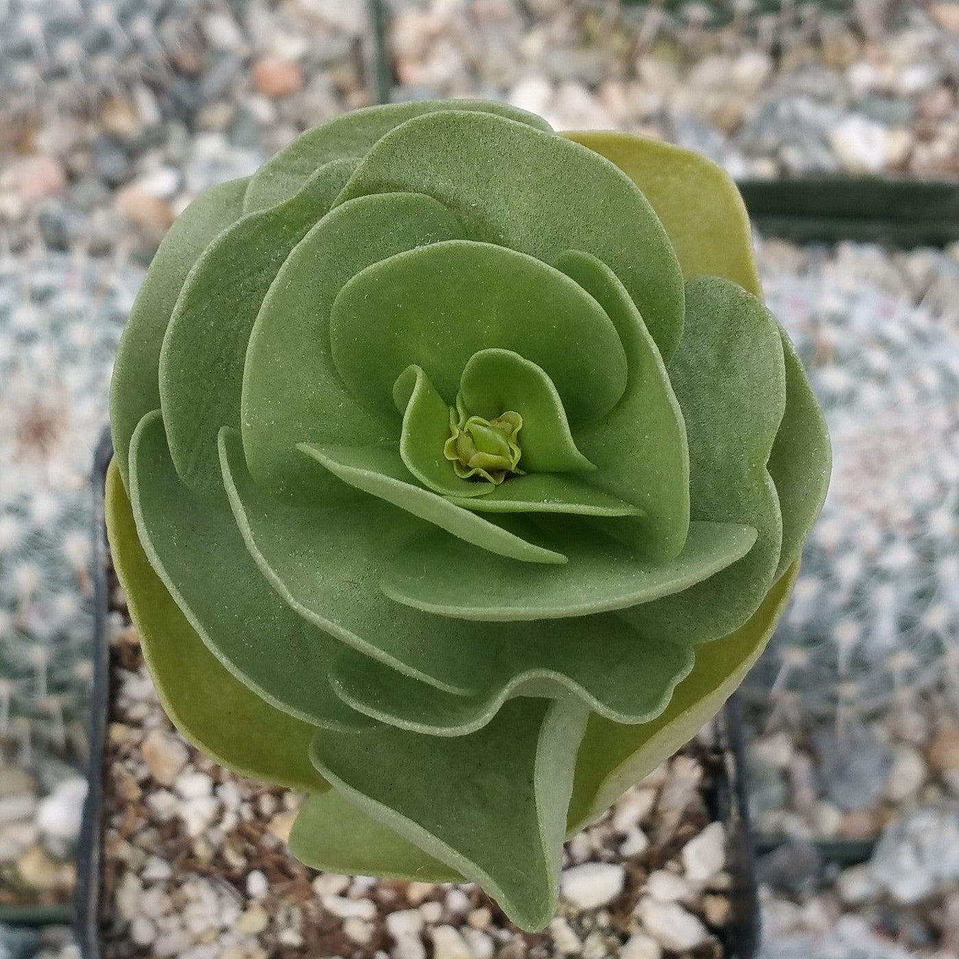 portulaca succulent varieties Shop 'Ihi - Portulaca molokiniensis'Care and Growing Guide