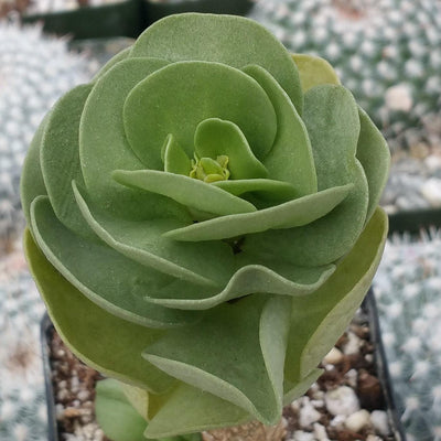 ihi succulent Shop 'Ihi - Portulaca molokiniensis'Care and Growing Guide