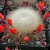 Rebutia albipilosa