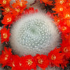 Rebutia albipilosa