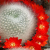 Rebutia albipilosa