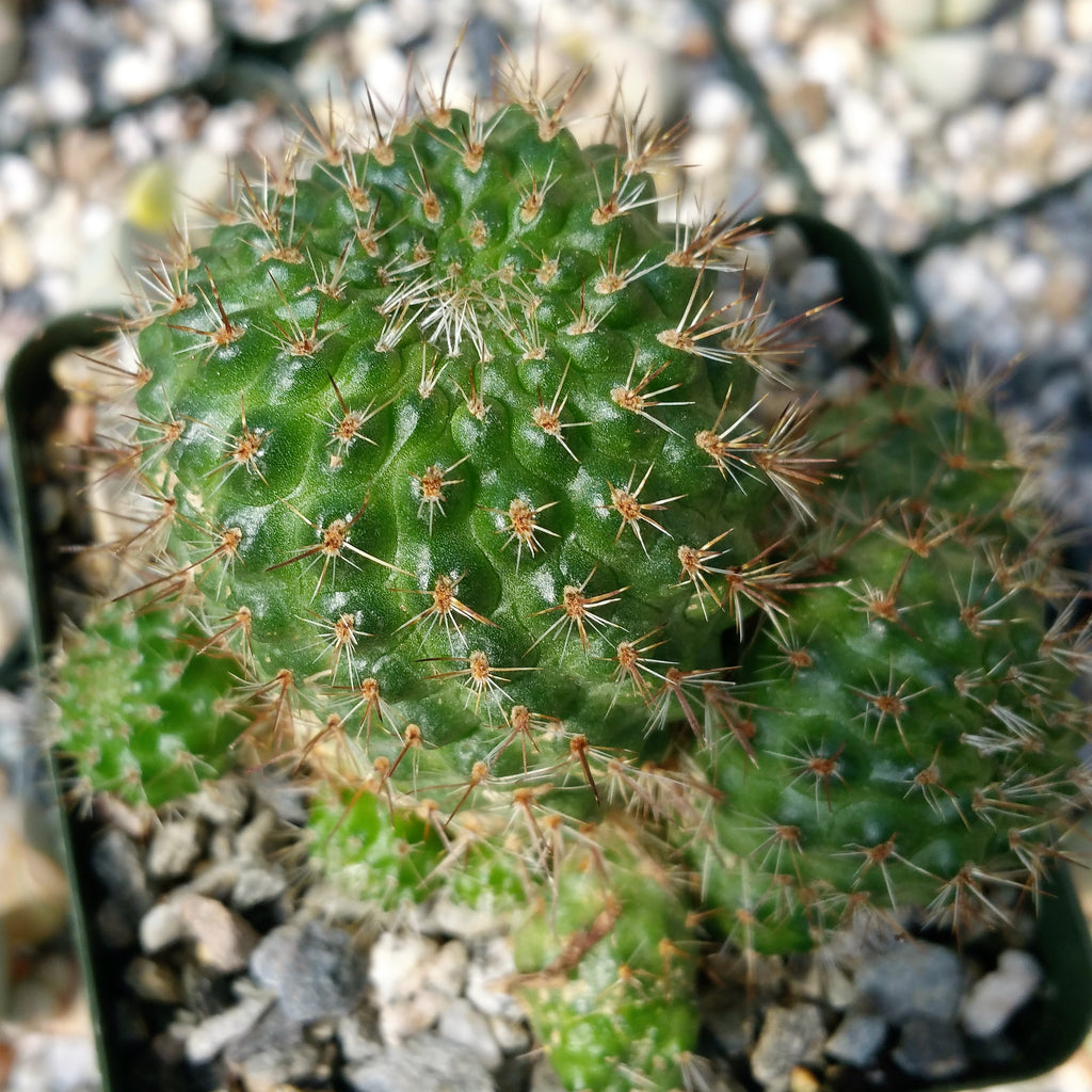 Rebutia graciliflora borealis