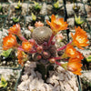 Rebutia heliosa grafted