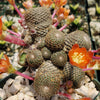 Rebutia heliosa grafted