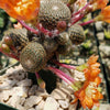 Rebutia heliosa grafted