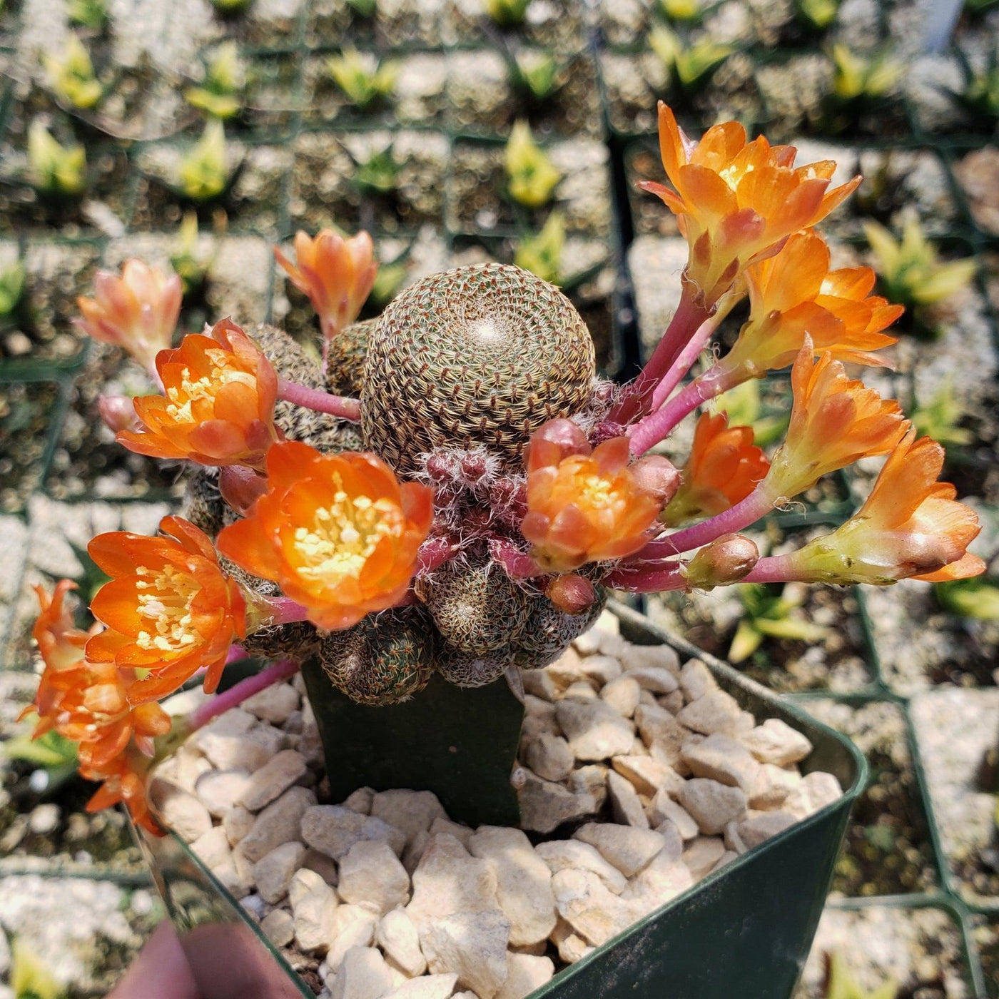 rojas succulents and cacti Rebutia heliosa grafted