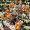 Rebutia heliosa grafted